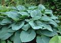 Hosta sieboldiana